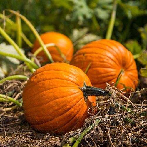 Pumpkin Gold Medal